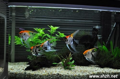 辦公室養(yǎng)魚(yú)風(fēng)水